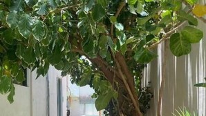 A narrow pathway flanked by lush greenery and a building with a white exterior. - Hotel downtown Cancun, great location! Private room. (Cancún)