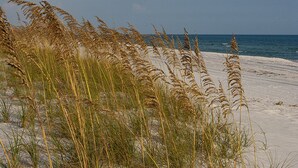 Ein Strand mit Dünen und hohem Gras.