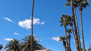 A swimming pool with palm trees and a brick wall. - Scottsdale Kierland Mayo Clinic Desert Ridge (Phoenix)