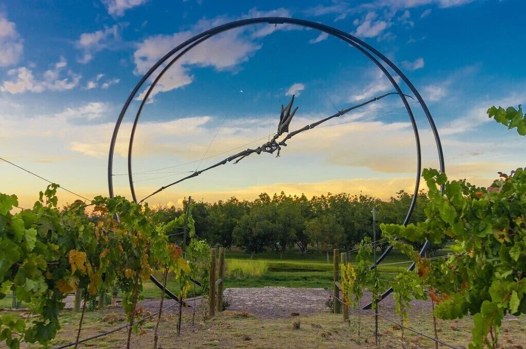A vineyard with grapevines under a large metal arch structure.