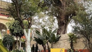A swimming pool surrounded by tropical plants and a sign for Hotel Plateados.