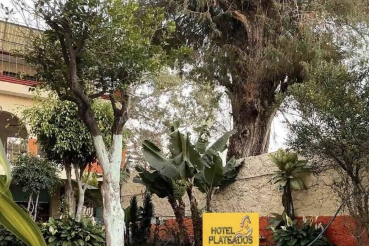Piscina rodeada de plantas tropicales y un letrero del Hotel Plateados.
