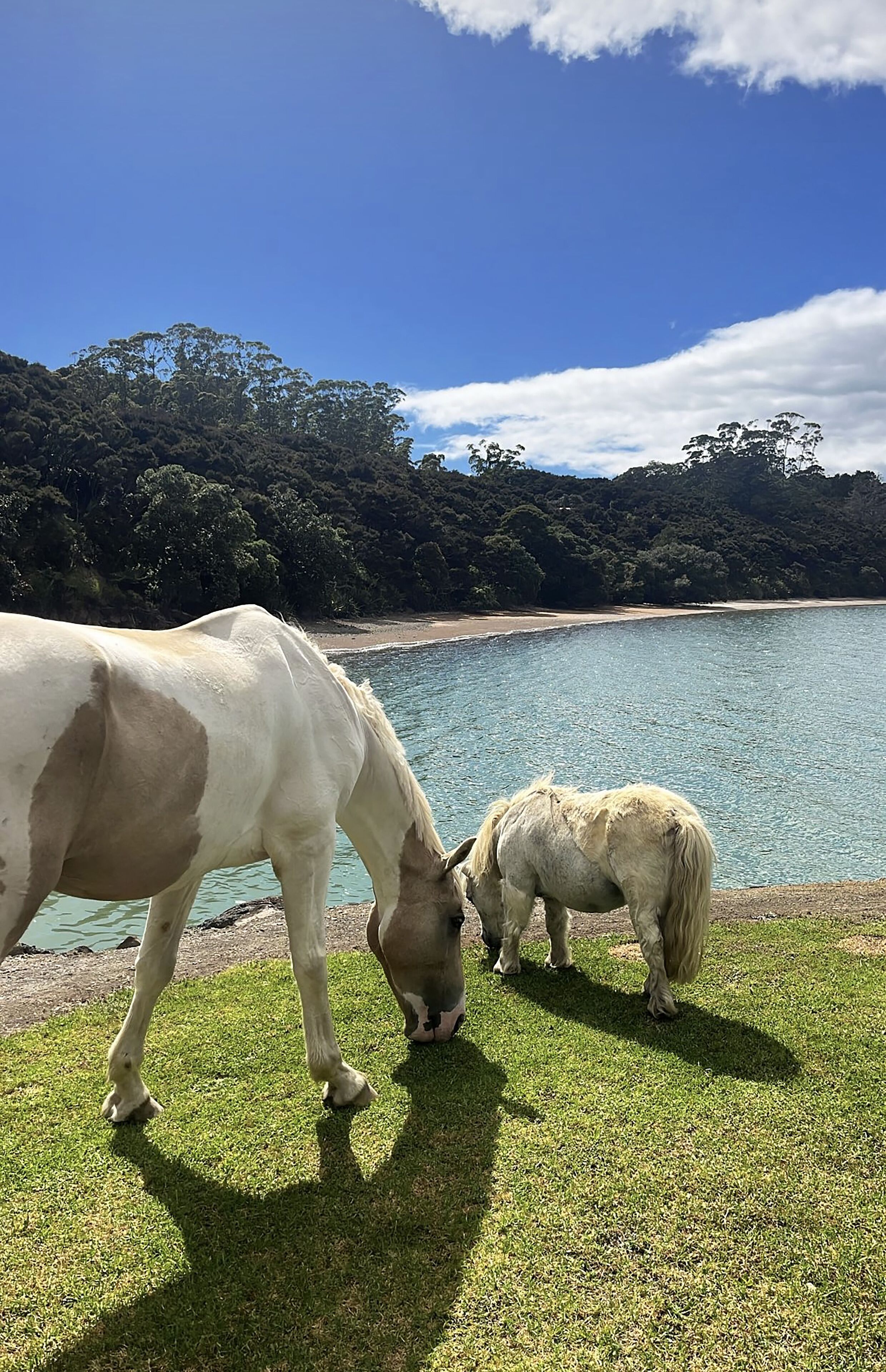 Dos caballos pastan cerca de un cuerpo de agua con un bosque al fondo.