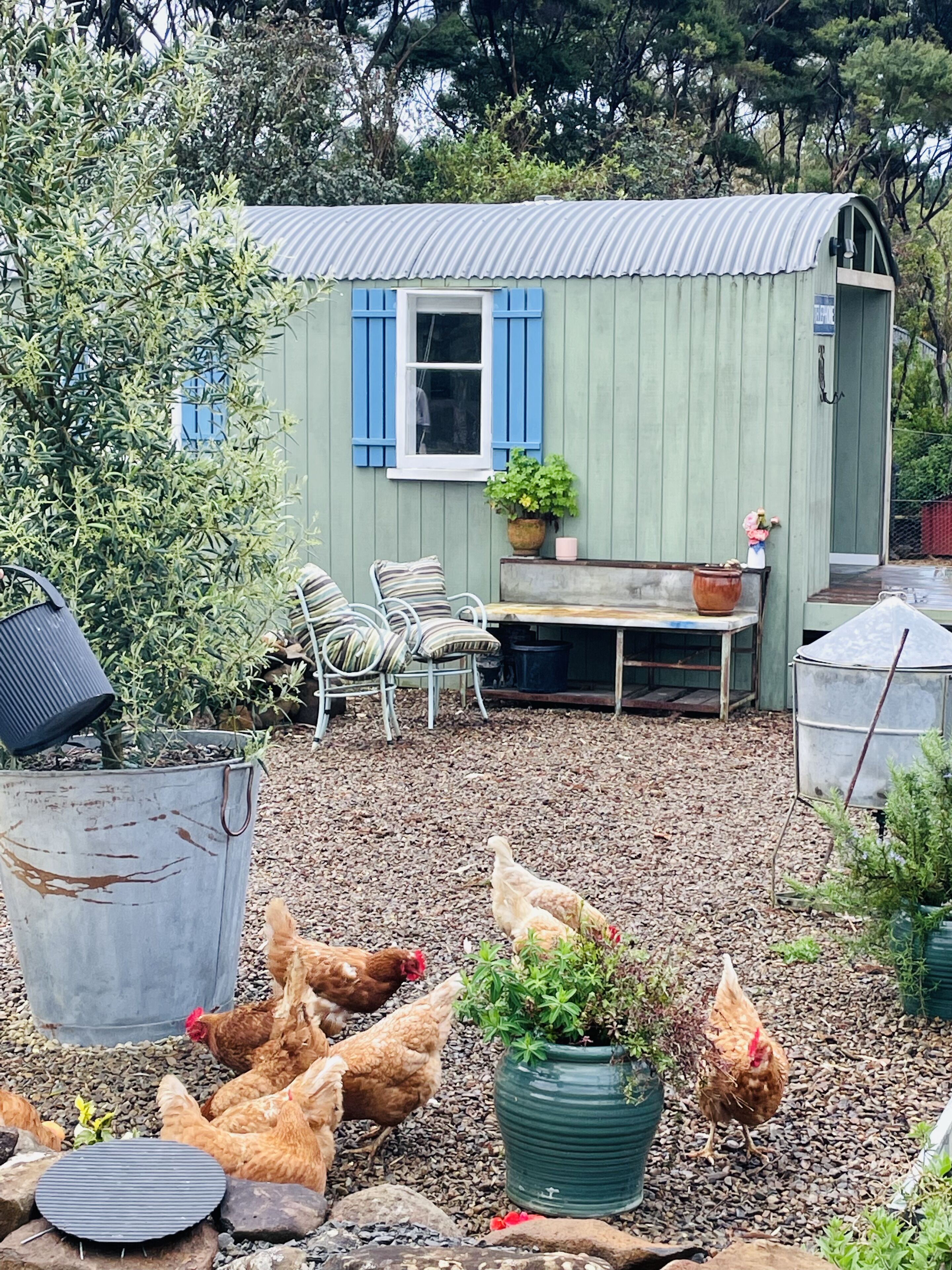 A rustic outdoor seating area with a metal table and chairs, surrounded by chickens and potted plants.