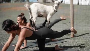 Goat yoga with your Hawaiian Hale in the background at top of the hill.
