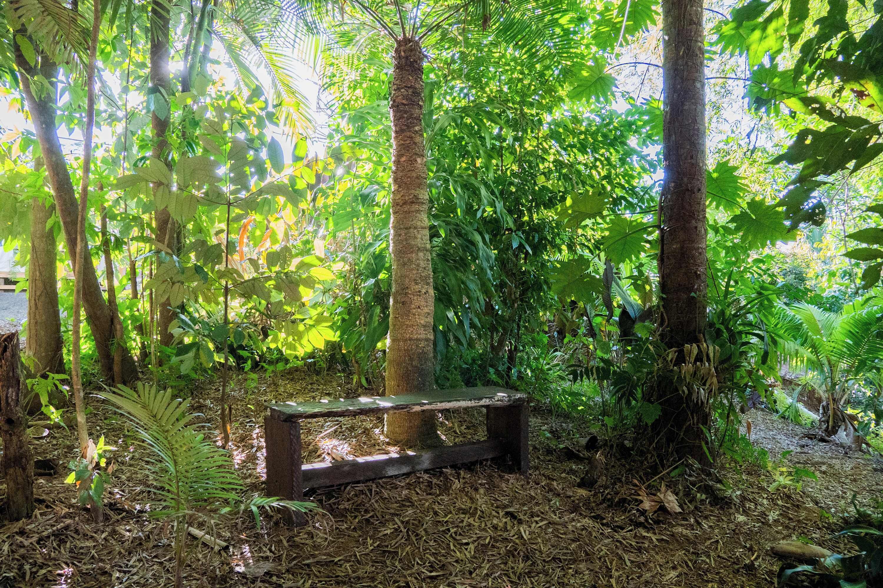 A bench in a forested area with trees and foliage.