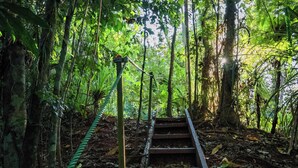 A wooden staircase surrounded by dense forest foliage, leading upwards. - Magic Mena Rainforest Retreat by Tiny Away (Mena Creek)