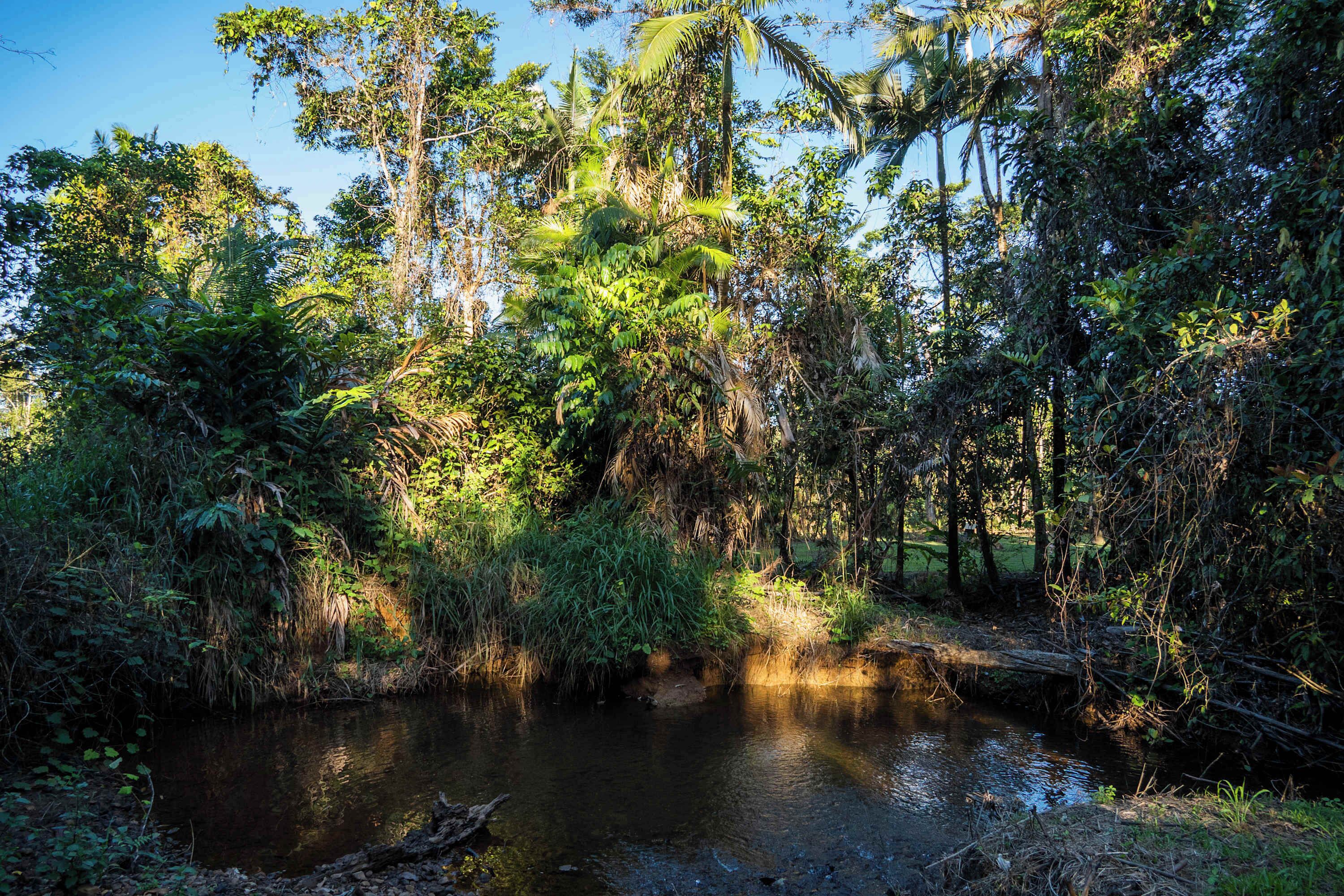 A natural landscape with a river, dense vegetation, and trees.