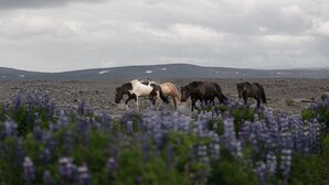 Eine Herde Pferde grast auf einer Wiese mit violetten Blumen und Bergen im Hintergrund unter einem bewölkten Himmel.