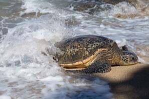 Une tortue de mer sur une plage de sable, avec des vagues à l’arrière-plan.