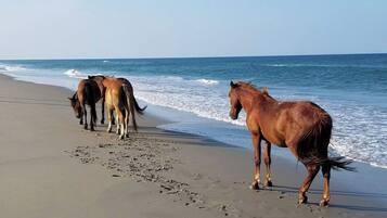 Beach nearby