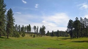 A grassy field with scattered trees and a clear sky. - Historic Cabin next to Custer State Park, Private (Custer)