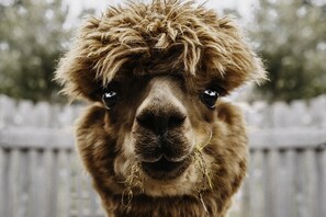 Details aan de binnenkant