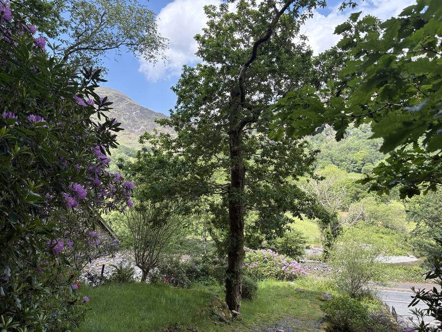 A natural landscape with a prominent tree, lush greenery, and a mountain in the background.