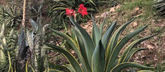 Apartamento Single Tiny - Alto Boquete