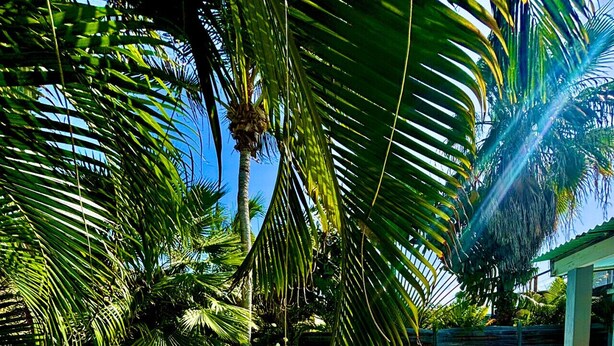 A pool area with lounge chairs and palm trees. - Villa Magellan — Charme, Espace & Plage à 250 m (Baie Orientale) (Orient Bay)