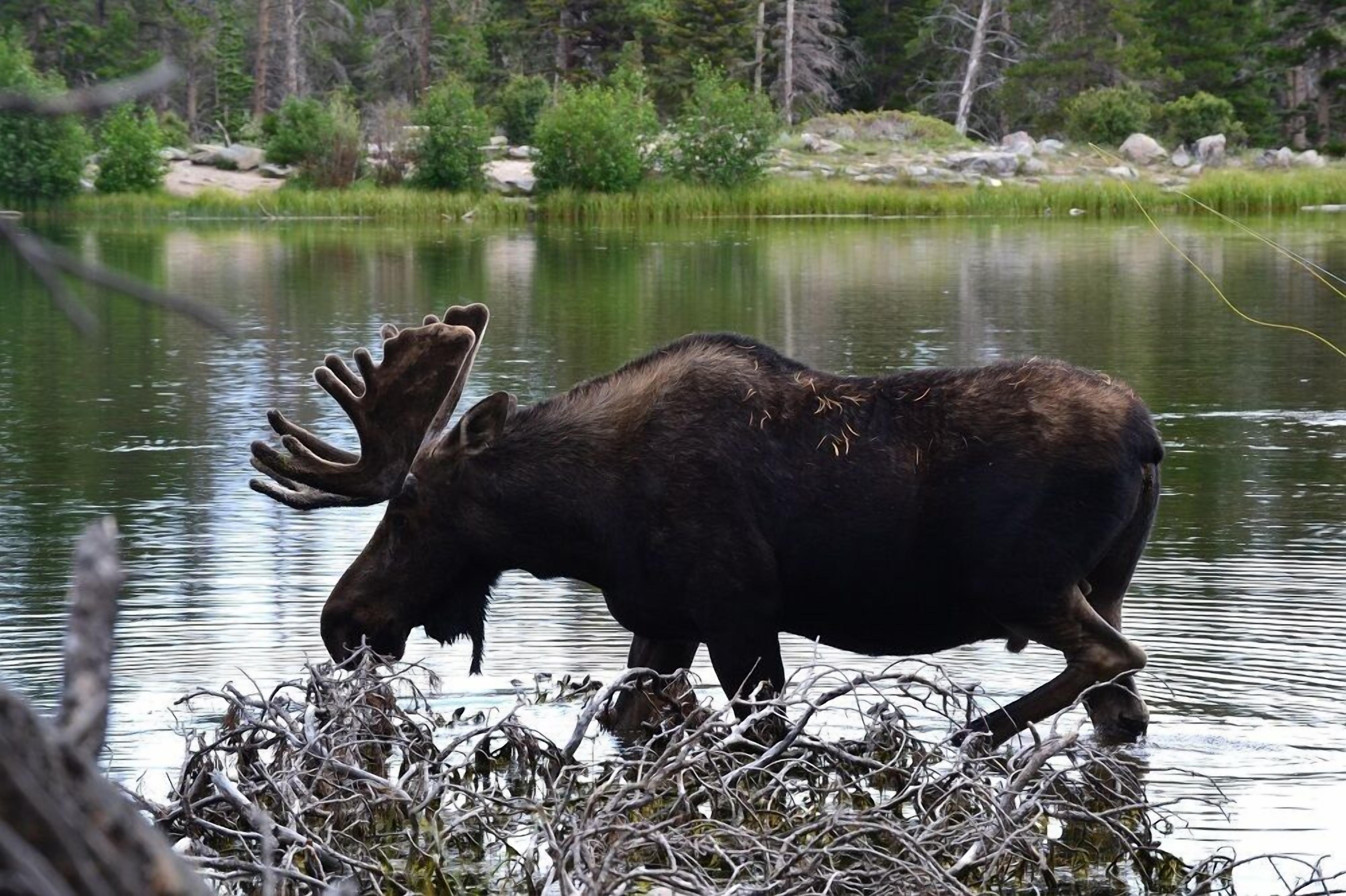 Un élan se tient dans un lac, entouré d’arbres et de végétation.