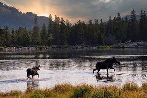 Zwei Elche in einem Fluss vor einer bewaldeten Landschaft bei Sonnenuntergang.