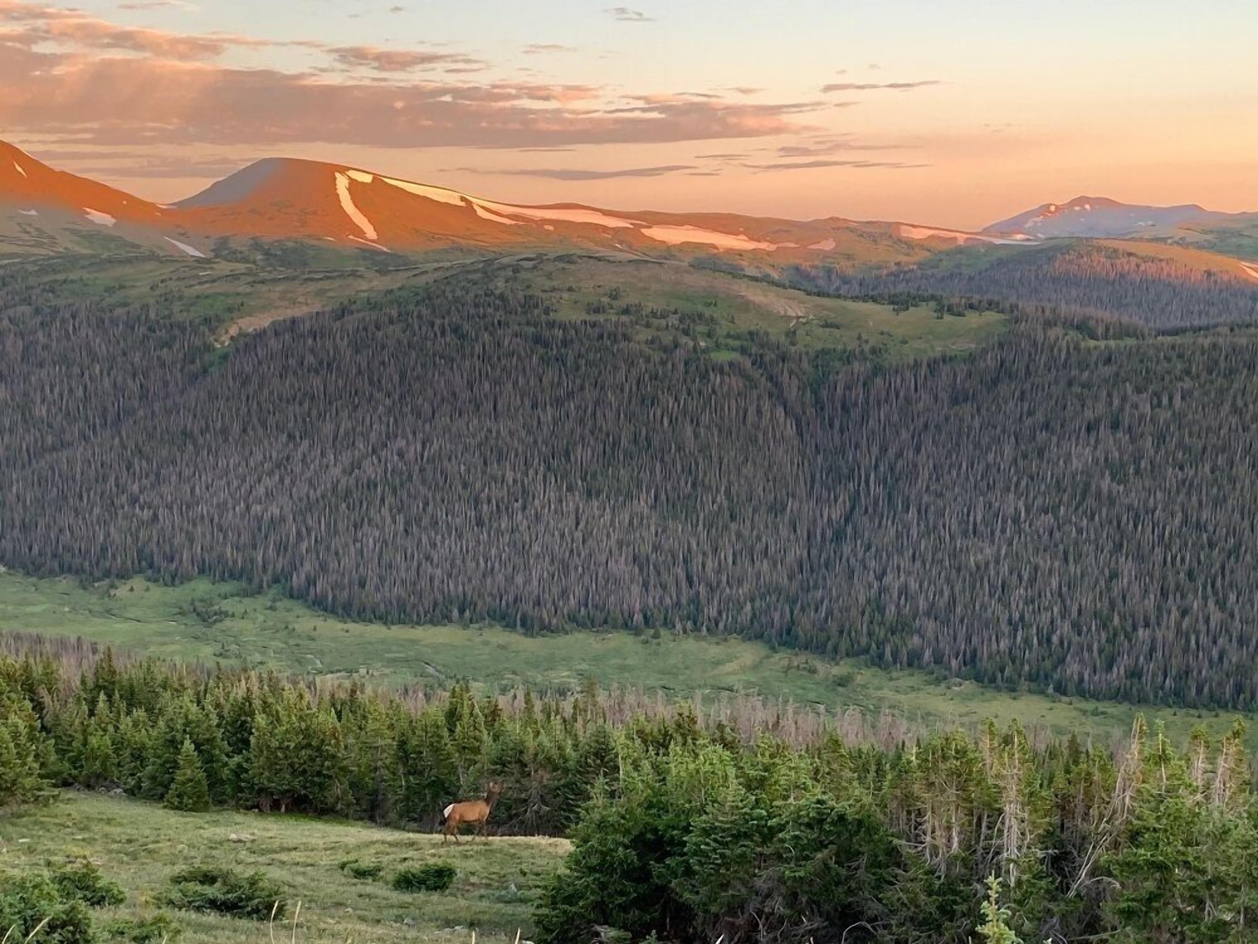 A mountainous landscape with a forested valley and a deer in the foreground.