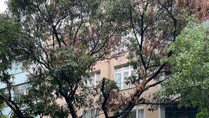 A multi-story residential building with a tree in front.