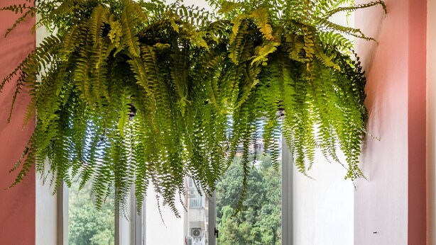 Ein Zimmer mit Schreibtisch, Stuhl, einer hängenden Fittichpflanze und einem Fenster mit Blick ins Grüne.
