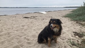Koira istuu hiekkarannalla, sillä on surffilauta, ja taustalla näkyy vesistö.