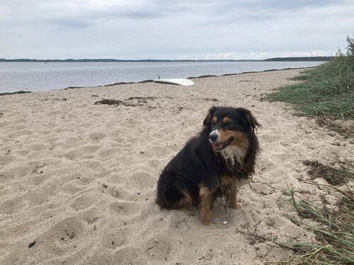 Luxusurlaub Unter Reet am Salzhaff. Surfen, Radfahren, Wandern - mit Hund!