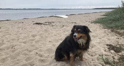 Luxusurlaub Unter Reet am Salzhaff. Surfen, Radfahren, Wandern - mit Hund!
