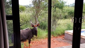 A large animal with long horns standing on a wooden deck, with a pool and greenery in the background. - Villa Bushman: Wonderful luxury and attractive villa (Hoedspruit)