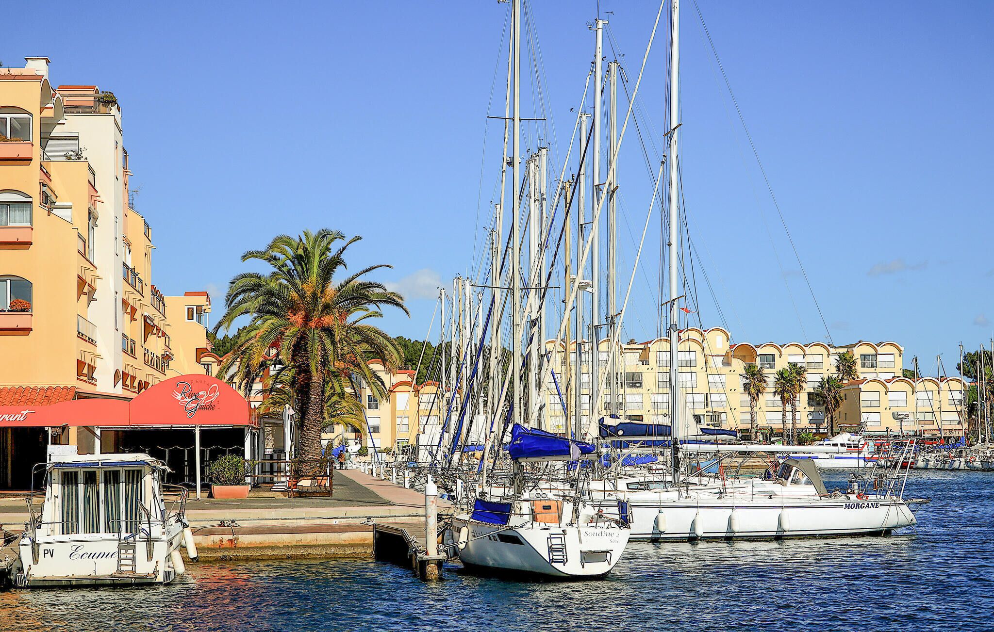 Un puerto deportivo con varios veleros amarrados, una palmera y edificios con balcones.