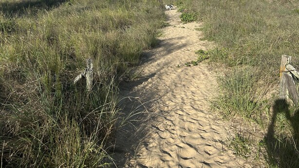 Un sender de sorra que condueix a la mar, envoltat d'unes dunes herbu.