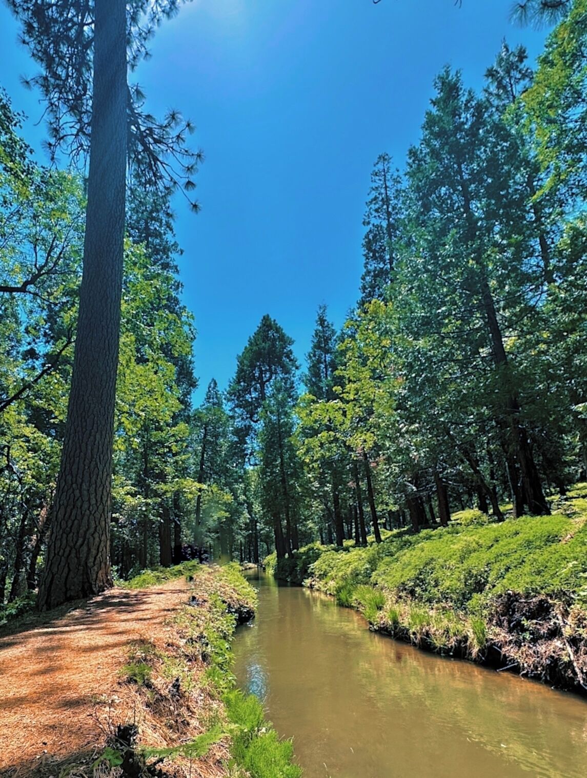 Zona boscosa con un río, árboles altos y cielo despejado.