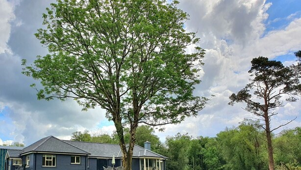 Une maison avec un grand arbre devant, une cour verdoyante et un ciel nuageux.