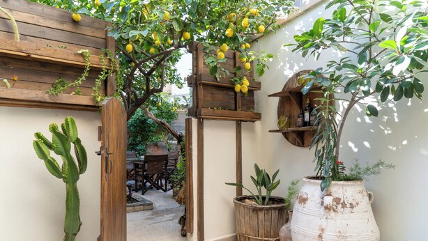 Una pérgola de madera con plantas trepadoras, un cactus y una maceta grande con una planta.