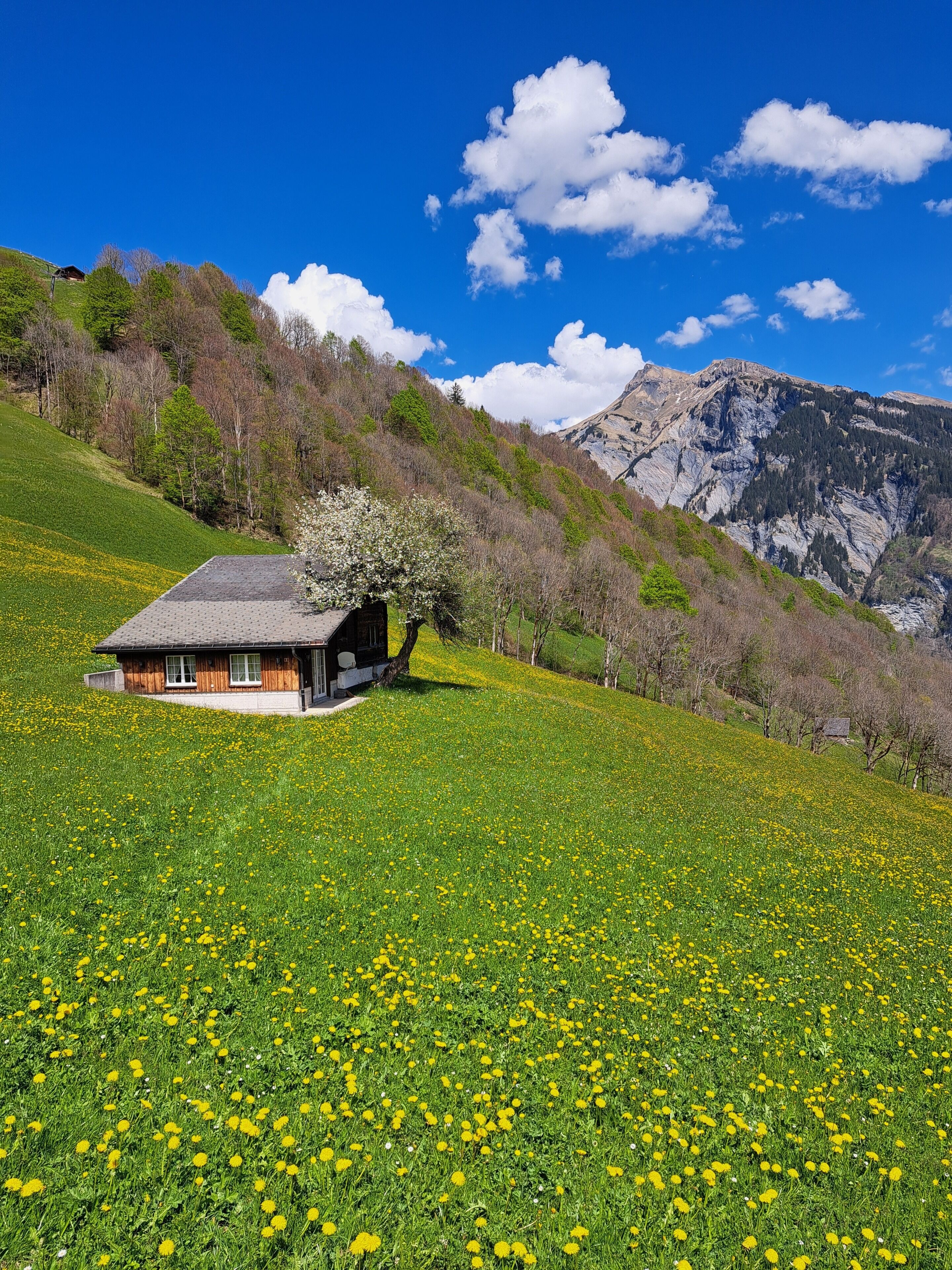 Ein Haus mit geneigtem Dach, umgeben von einem Feld voller gelber Blumen, und ein Berg im Hintergrund.