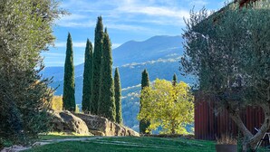 Eine Landschaft mit hohen Zypressen, einem blühenden gelben Baum und einem roten Zaun.