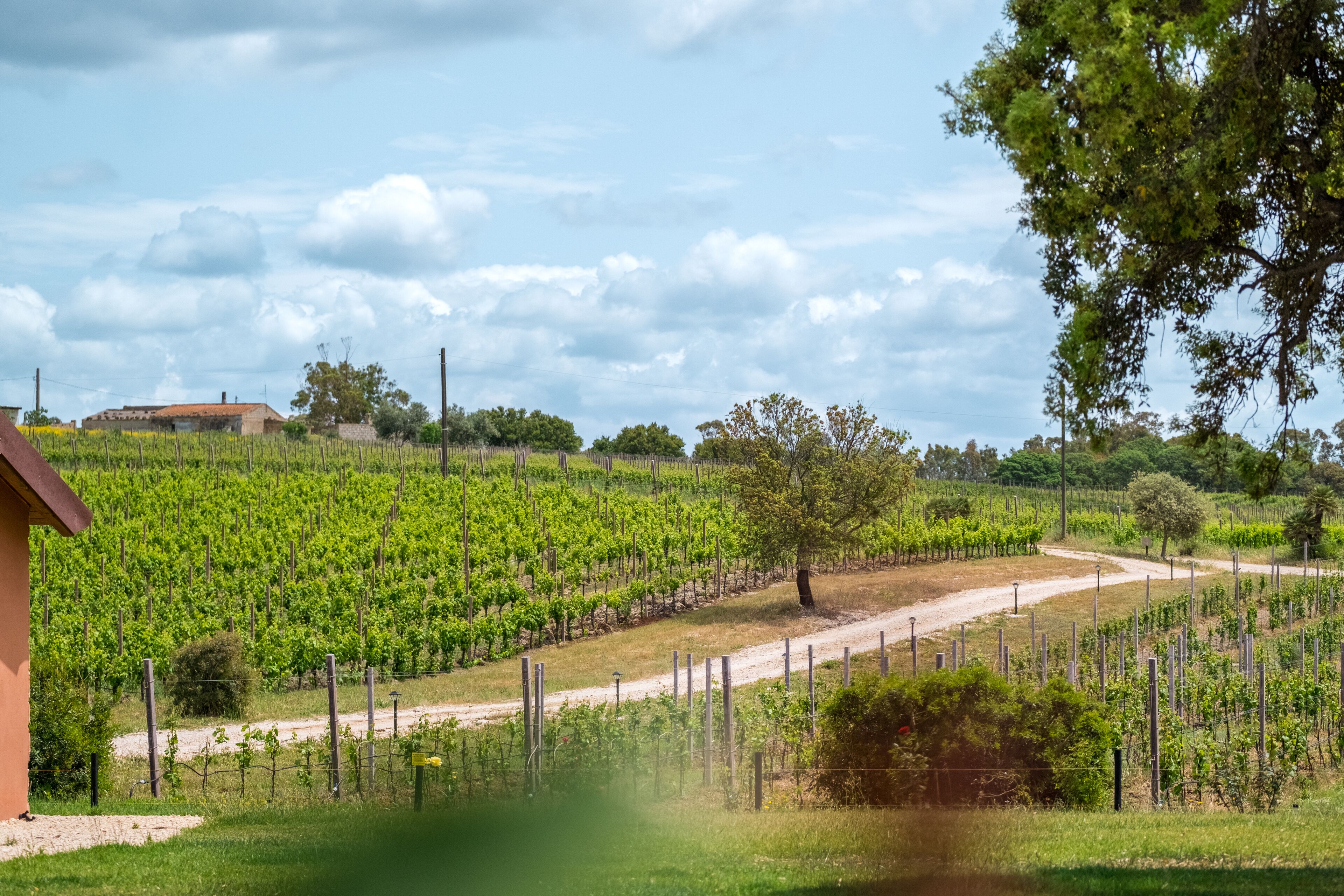 A vineyard with rows of grapevines, a dirt path, and a building in the background.