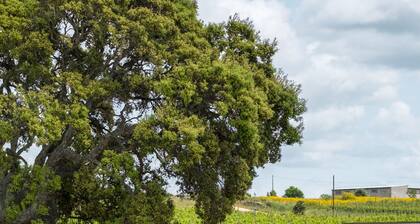 La Vinia Bed&Wine Experience - Adults Only