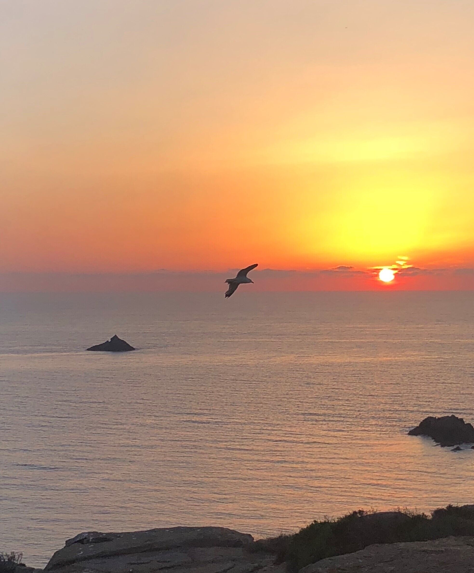 A sunset over the ocean with a bird flying.