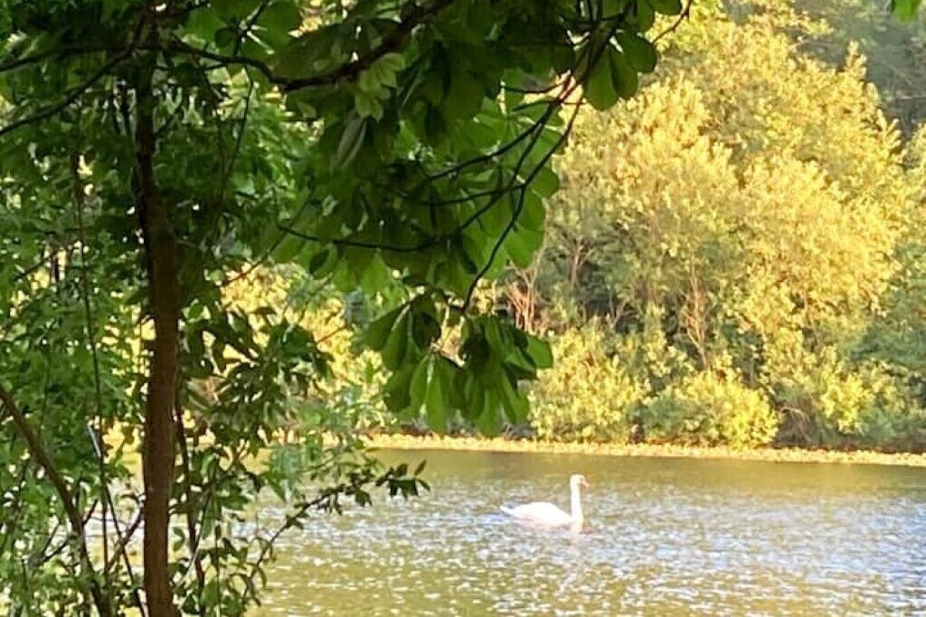 Un cisne nada en un cuerpo de agua rodeado de árboles.