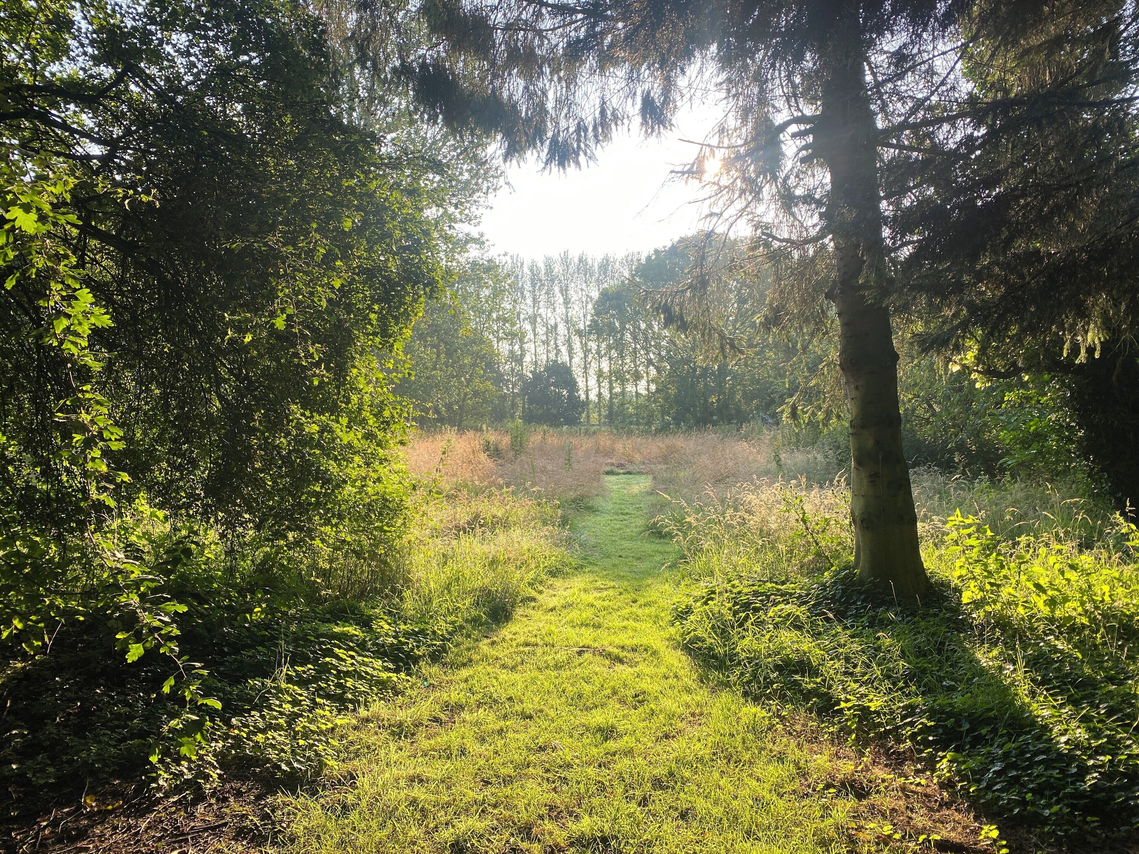 A forest path with dense trees and greenery.