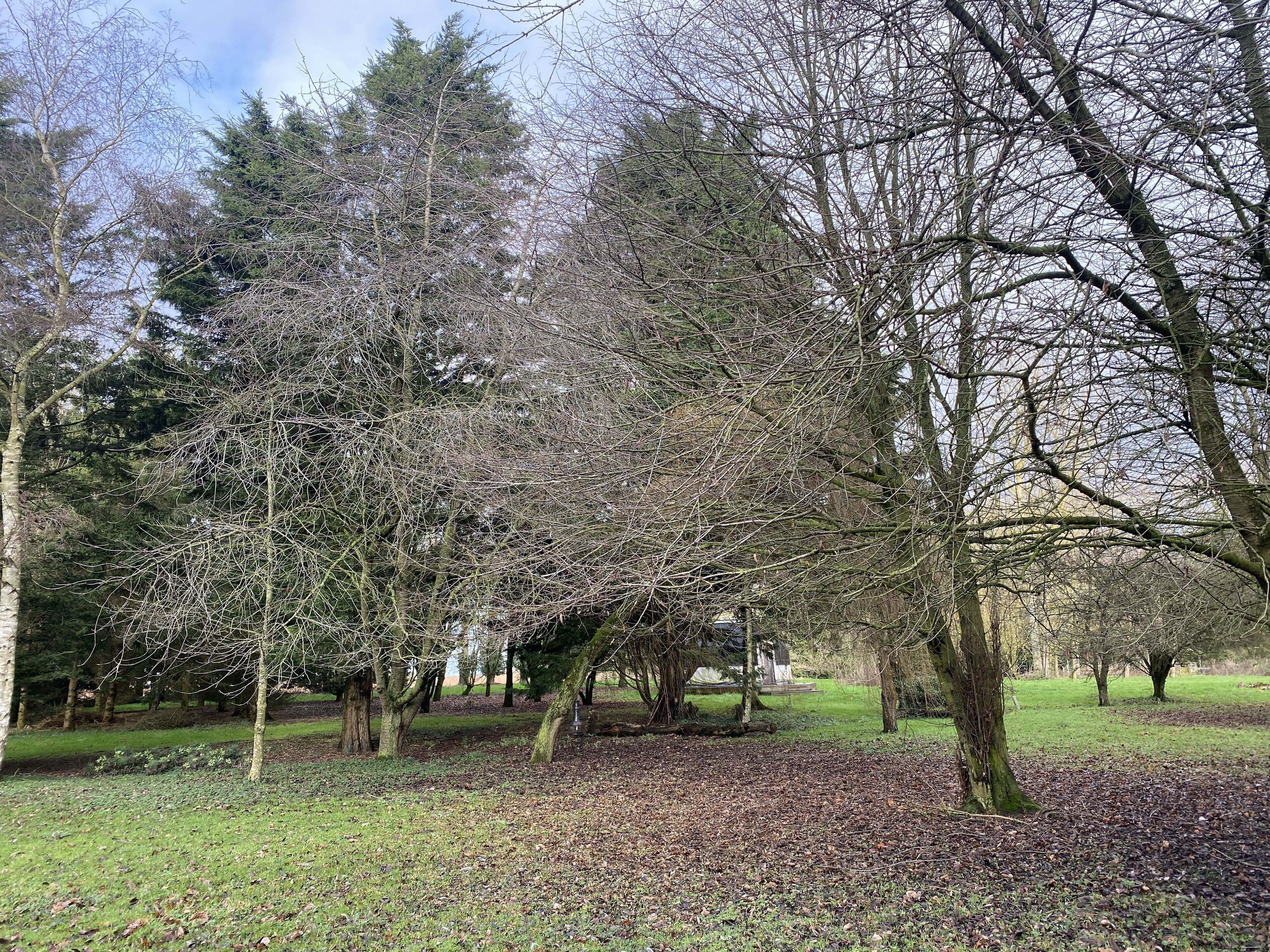 Ein Park mit laubbedecktem Boden und Bäumen.