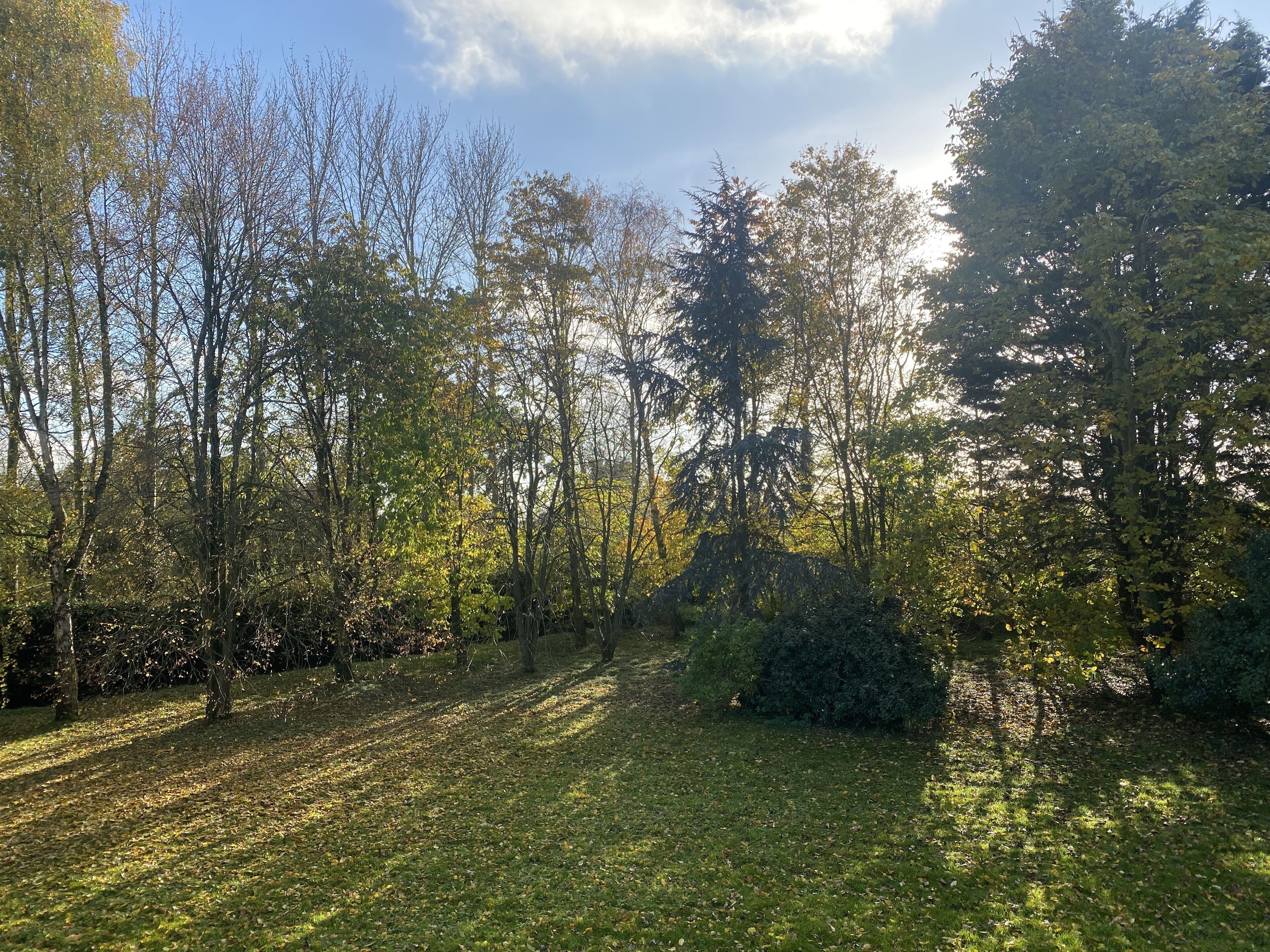 A forested area with a grassy path.