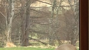A deer grazing outside a window with a view of a grassy field and trees. - SECLUDED COTTAGE IN THE VERY HEART OF THE HIGHLANDS OF SCOTLAND (Kingussie)