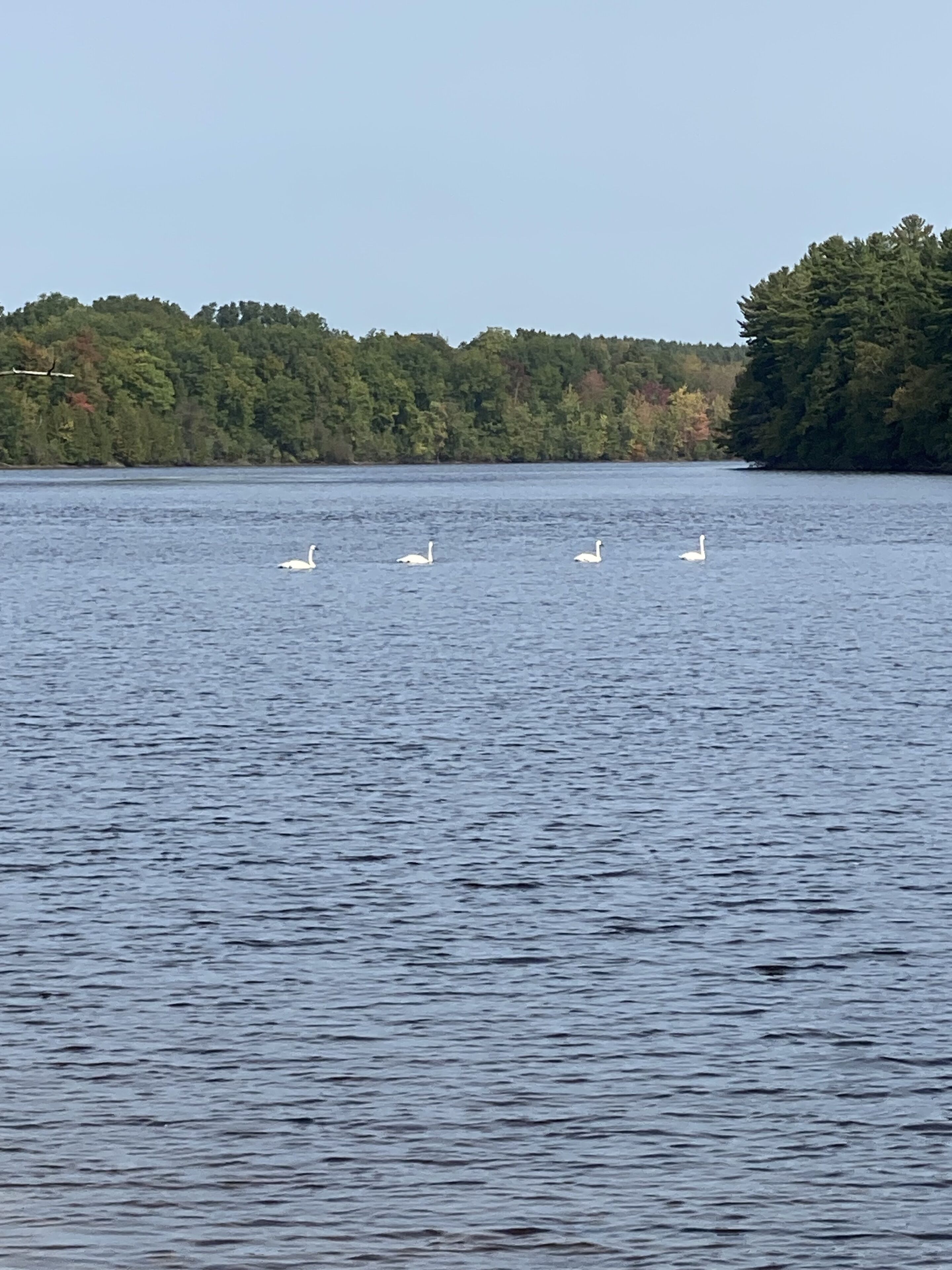 A calm lake with four swans swimming.
