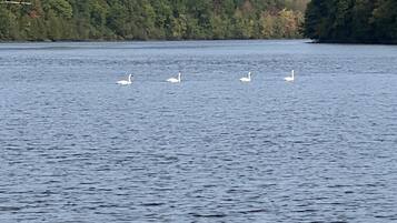 Ein ruhiger See, auf dem vier Schwäne schwimmen.
