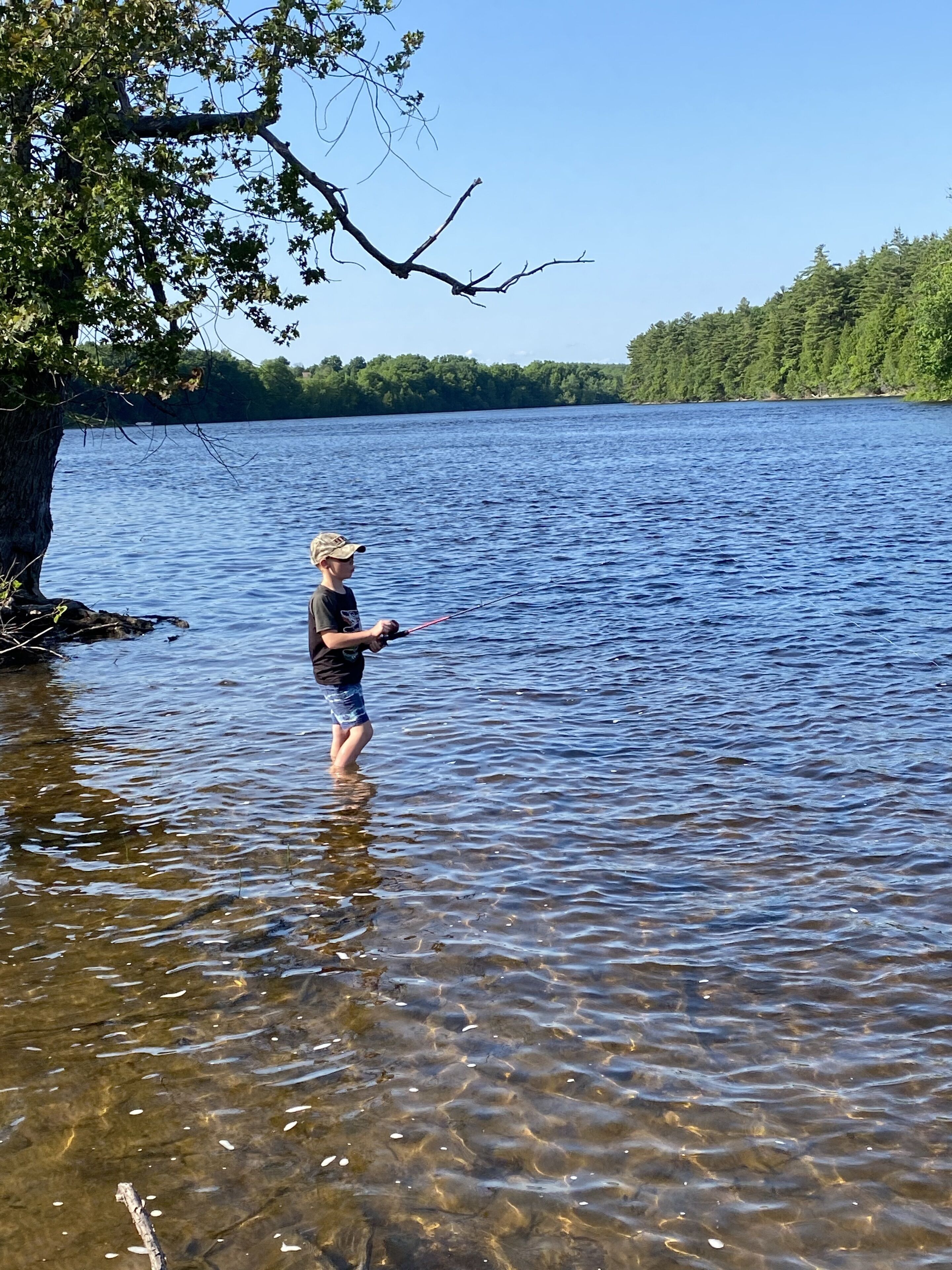 A person standing in shallow water near a tree by a lake.