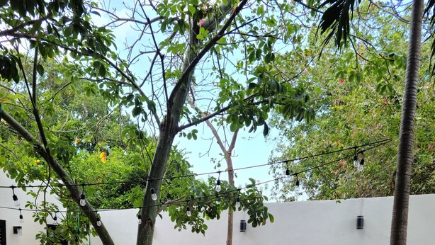 A courtyard with a small pool, wooden lounge chairs, and a white wall. - Apartment Palma Comfort in Downtow, Pool (Mérida)