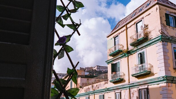 Un immeuble à plusieurs étages doté de balcons, un ciel dégagé et une plante au premier plan.