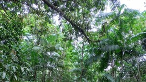 A dense forest with a variety of trees and undergrowth, a path covered with leaves, and a natural, unpaved terrain. - Suíte com ar Condicionado Próximo ao Estádio Mangueirão e Mangueirinho (Belem)
